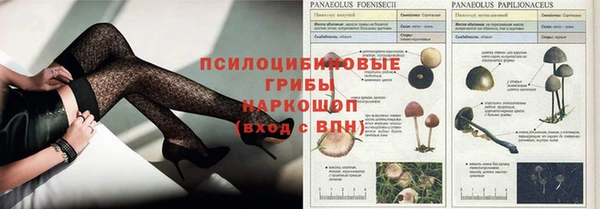 ГАЛЛЮЦИНОГЕННЫЕ ГРИБЫ Ельня